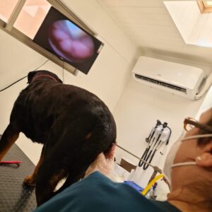 Inseminación Transcervical